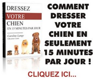 dresser son chien